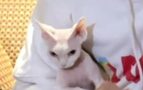 陈伟霆把猫唱睡着了怎么回事 眼皮逐渐耷拉哈哈哈哈干嘛呢