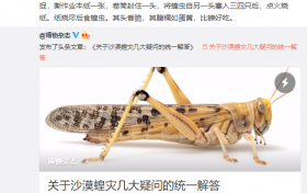 高晓松发文称蝗虫比蝉好吃 网友请高晓松出山灭蝗
