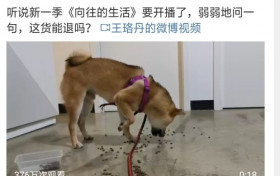王珞丹问瓢哥能退货吗 你会因为猫和狗的不良习惯而选择送走它们