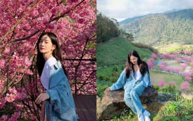 曾之乔靠樱花树拍美照 被辰亦儒甜搂怀中秀恩爱