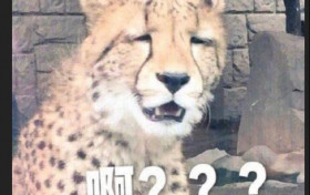 屈楚萧回应恋情传闻说了什么  分享了一张豹子表情包