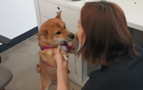 王珞丹在线发问什么 原来爱犬“瓢哥”疯狂拆家